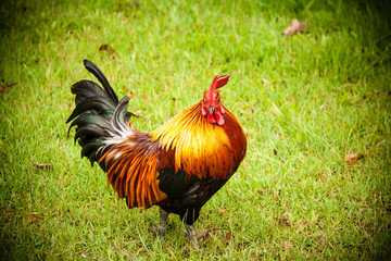 Bantam is looking to us