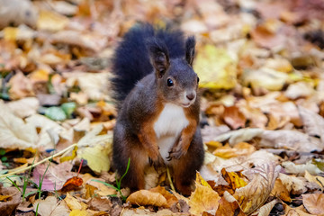 Curious red squirrel in between colorful autumn leafs.The squirrel has been captured in the beautiful place Hinterzarten in the middle of the black forest.
