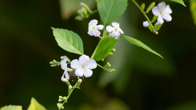 Small Flowers