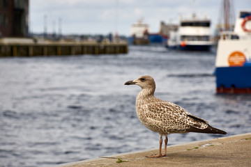 Möve im Hafen von Wismar dahinter Schiffe