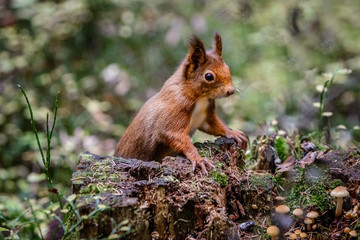 Curious red squirrel on top of a tree trunk covered with a few autumn mushrooms.The squirrel has...