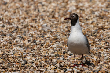 Chroicocephalus ridibundus