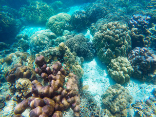 The abundant of shallow coral reefs in the Southern of Thailand, where is home to many small colorful fishes and marine animals.