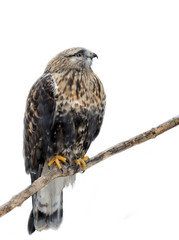 Prey bird