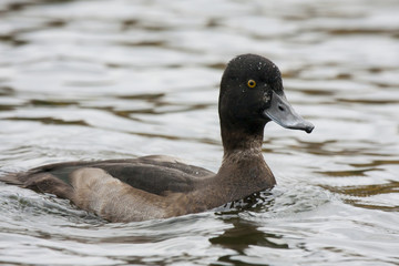 Tufted duck female swimming on pond. Cute brown diving waterbird. Bird in wildlife.