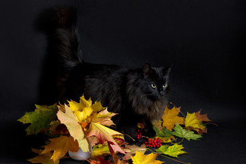 black cat and autumn bouquet