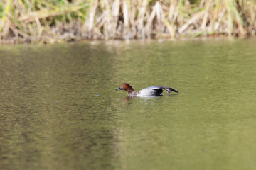 Pochard male stretching on pond. Beautiful diving waterbird with red head. Bird in wildlife.
