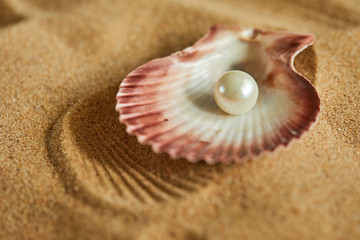 shells on the sand