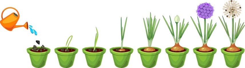 Onion growth stages from seeding to flowering and fruit-bearing plant. Growing green onions in pot