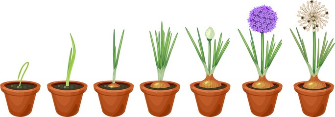 Onion growth stages. Growing green onions in pot