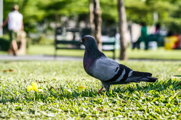 Pigeons forage in parks