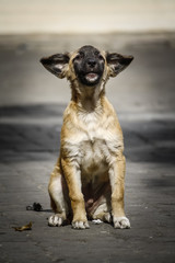 Stray dogs in the  Temple ,Thailand