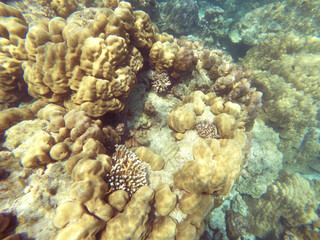The abundant of shallow coral reefs in the Southern of Thailand, where is home to many small colorful fishes and marine animals.
