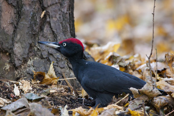 Black woodpecker male sitting on ground near pine tree. Large funny dark bird in wildlife.