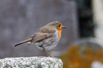 European robin perched on a gravestone in a cemetery