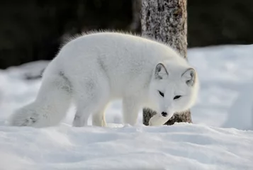 Printed kitchen splashbacks Arctic fox Arctic fox