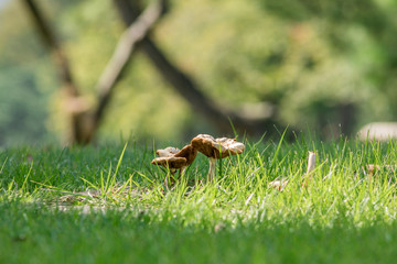 Mushroom