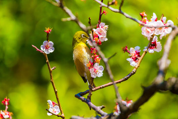 The Japanese White-eye.The background is white plum blossoms. Located in Tokyo Prefecture Japan.