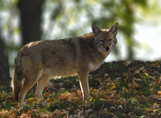 Coyote