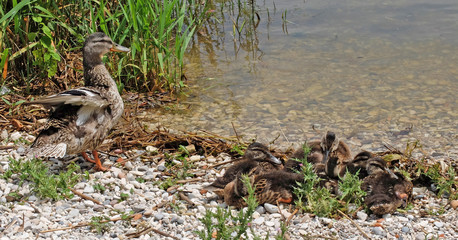 Familie Ente