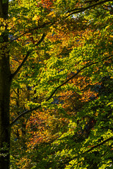Fototapeta premium forêt en automne
