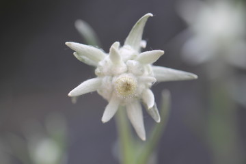 wild flower