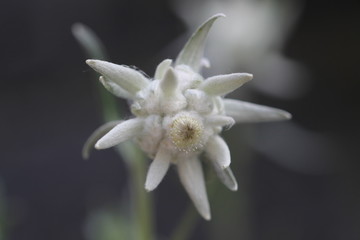 wild flower