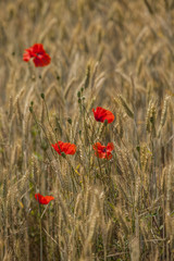 Fototapeta premium Poppies in a field