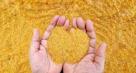 Yellow gold of  DDGS , Corn distilling dried grain soluble . The raw material of animal feed and...