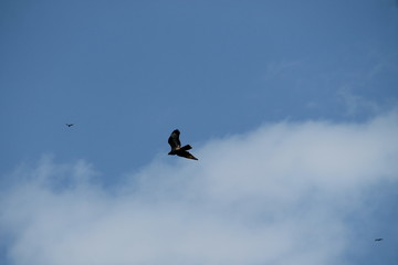 honey buzzard