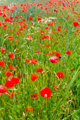mohn
