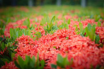 Flower spike The color red in the garden