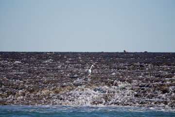 Fototapeta premium Montgomery Reef, one of the natural wonders of the world. Rising 4 meters above the sea on a low tide.