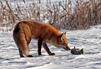 Frozen treasure