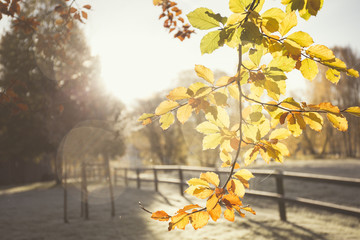 Autumn leaves