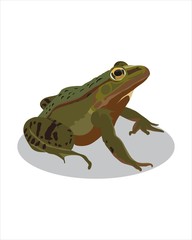 Adult  green Frog - vector drawing - isolate white background