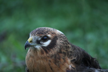 montagu's harrier