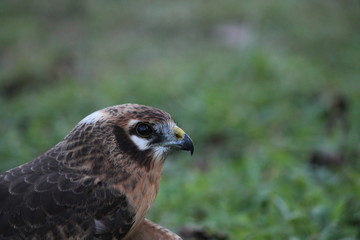montagu's harrier