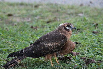 montagu's harrier
