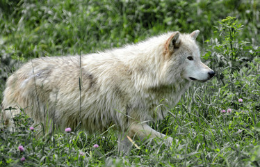 Grey wolf