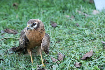 montagu's harrier