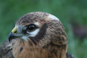 montagu's harrier