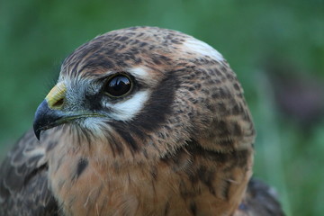montagu's harrier