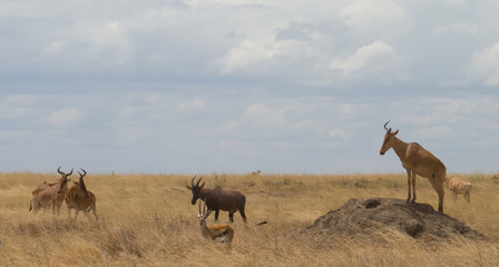 Naklejka na ściany i meble Herd of Topi antelopes 