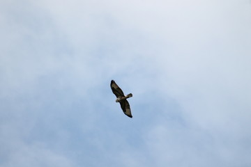 migrating honey buzzard