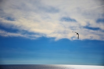 Fly away