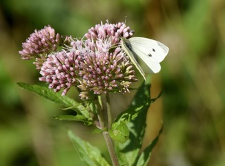 closeup of a Cabbage  White butterfly feeding on Milkweed
