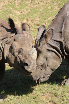 Rhinoc&eacute;ros
