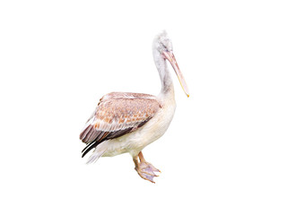 Pelecanus crispus isolated on the white background. Dalmatian pelican is a massive member of the pelican family, and the world's largest freshwater bird. Rare protected bird species