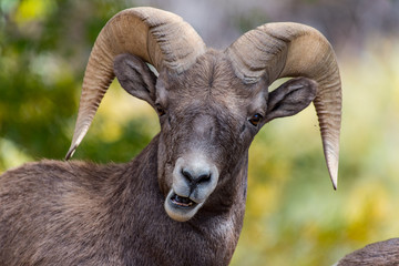 Bighorn Sheep Ram Funny Look
